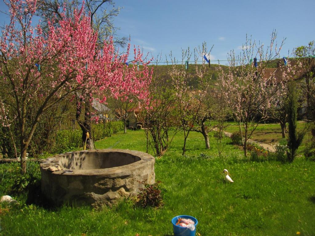 Pensiunea Sighişoara Extérieur photo